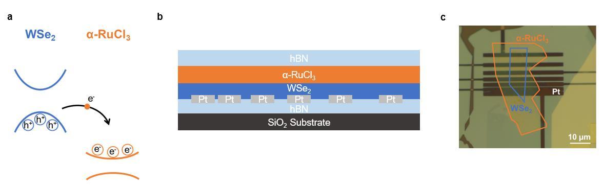 Band alignment, device cross section, and microscope image of a WSe2 and alpha-RuCl3 heterostructure.